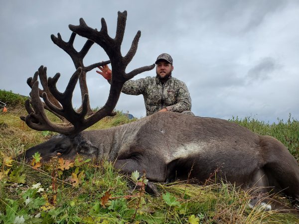 caribou