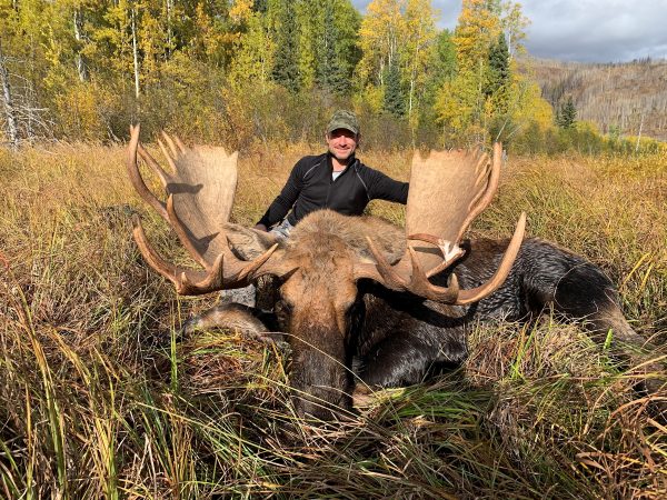 moose