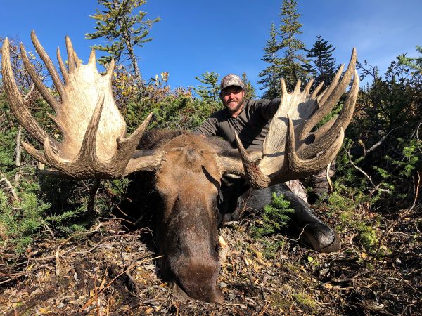 moose